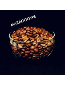 café maragogype