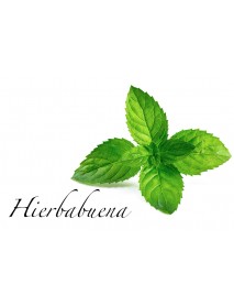 planta hierbabuena
