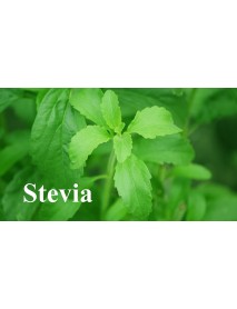 planta stevia