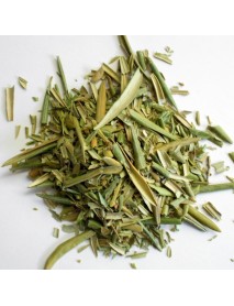 olivo planta medicinal