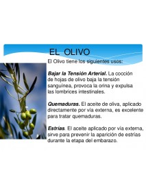 propiedades olivo