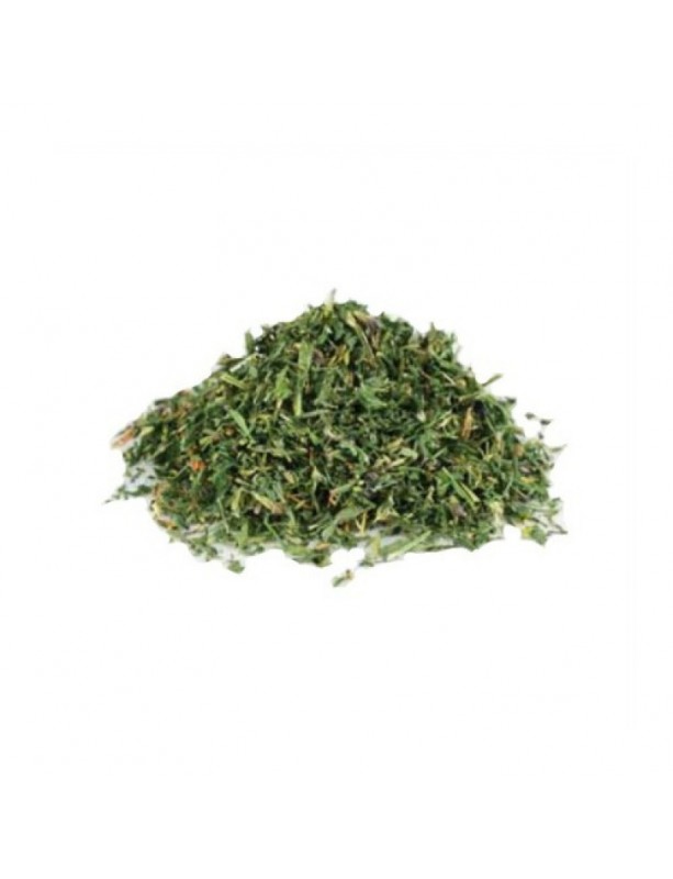 alfalfa planta medicinal