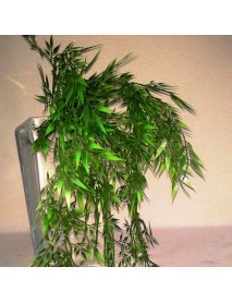 planta bambu