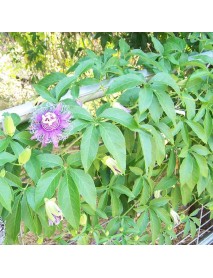 planta medicinal pasiflora