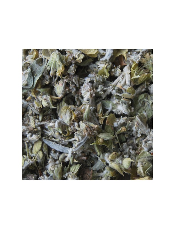 té griego planta