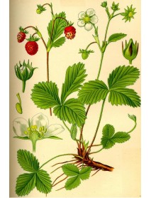 planta medicinal fresa